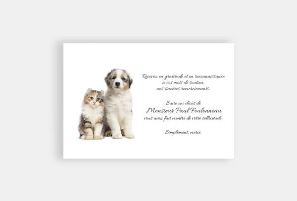Chat Et Chien Sur Fond Blanc La Carterie De Julia Chat Et Chien Sur Fond Blanc La Carterie De Julia