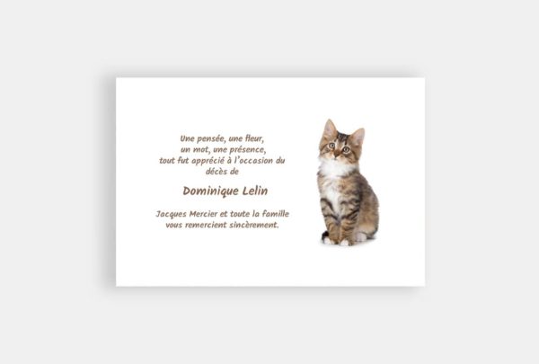 Chat Sur Fond Blanc La Carterie De Julia Chat Sur Fond Blanc La Carterie De Julia